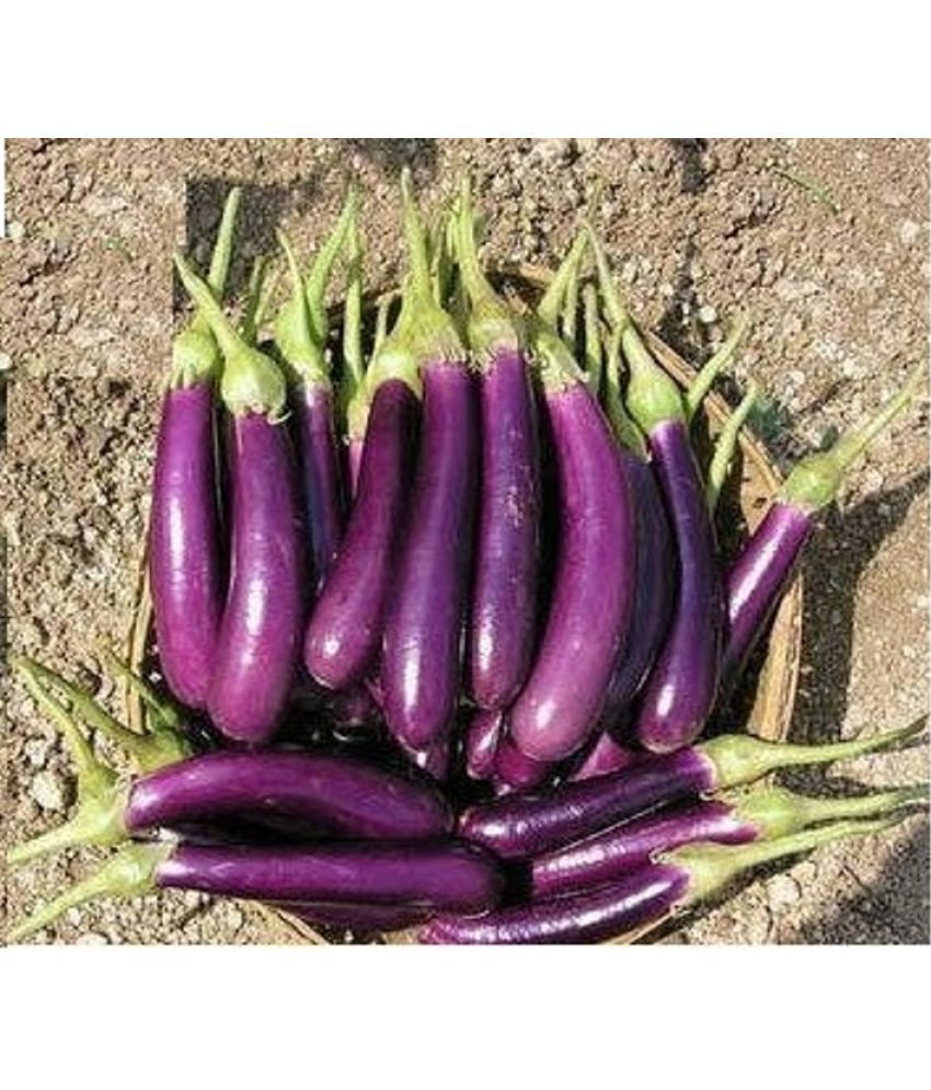     			Home / Seeds / Vegetables Seeds / Brinjal Purple Long Seeds Brinjal Purple Long Seeds