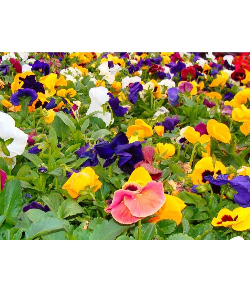    			MIX COLOR PREMIUM PANSY FLOWER 50 SEEDS PACK MORE THAN 5 COLOR PLANT SEEDS WITH FREE GIFT COCO PEAT AND USER MANUAL FOR HOME GARDENING