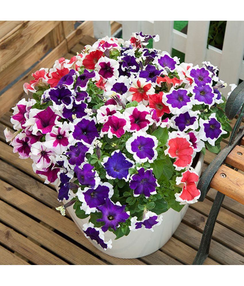     			MIX COLOR PREMIUM PETUNIA ULTRA STAR VARIETY FLOWER 150 SEEDS PACK MIX COLOR PLANT SEEDS WITH FREE GIFT COCO PEAT AND USER MANUAL