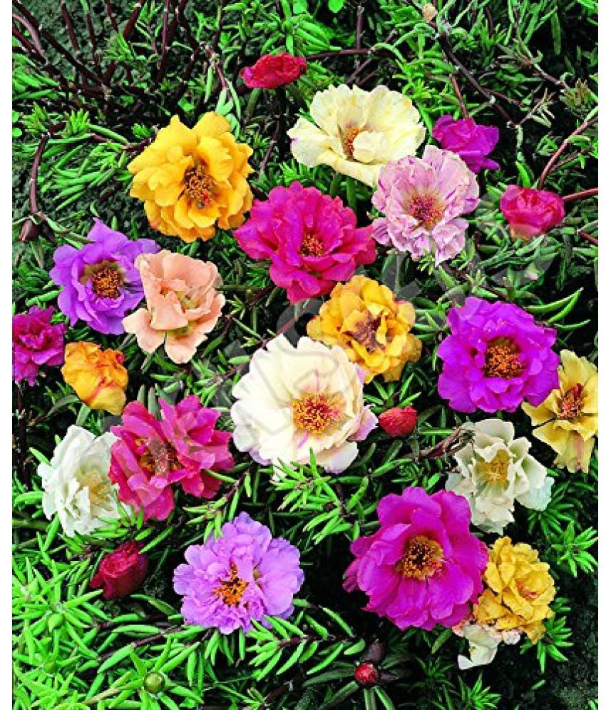     			PORTULACA FLOWER MIX COLOR PREMIUM 100 SEEDS PACK MORE THAN 5 COLOR PLANT SEEDS WITH COCO PEAT AND USER MANUAL FOR HOME GARDENING