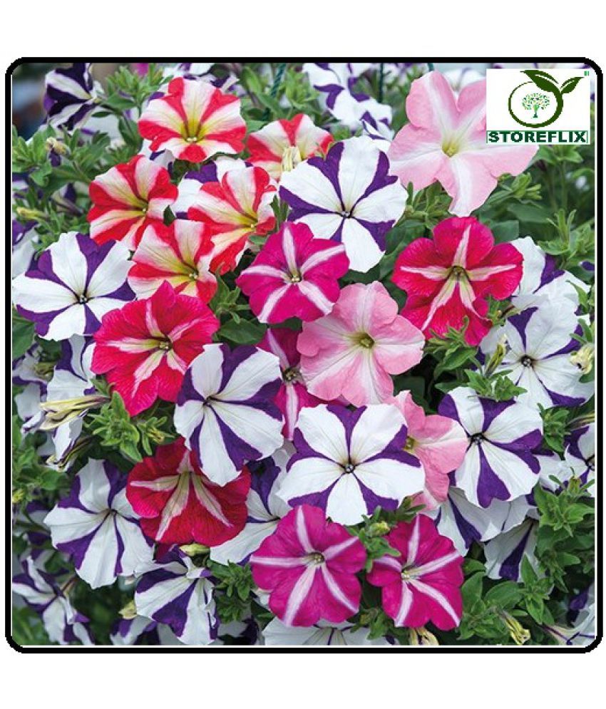     			Petunia Mixed 100 (Hybrid) Seeds With Free Germination Potting Soil AND MANUAL