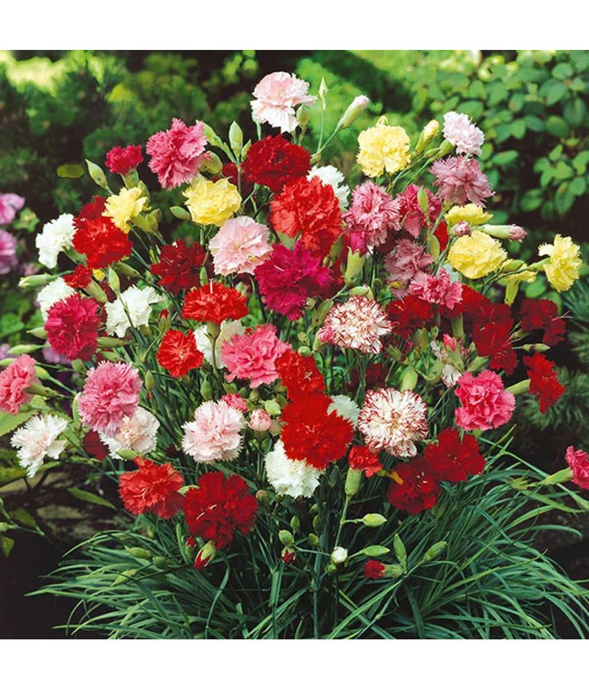     			Premium mix seeds of carnation flower 50 seeds pack with cocopeat and user manual for home gardening use