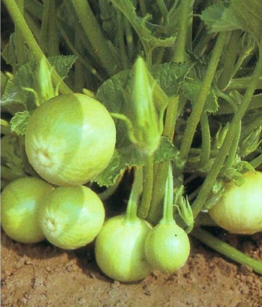     			SMALL CHAPPAN KADDU SQUASH HALWA KADDU 20 SEEDS PACK WITH USER MANUAL FOR HOME GARDENING USE