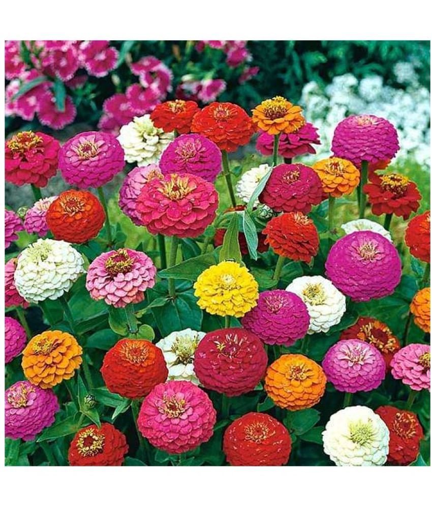     			Zinnia Hybrid Double Mixed 70 Seeds pack with free potting soil and user manual Garden Seeds