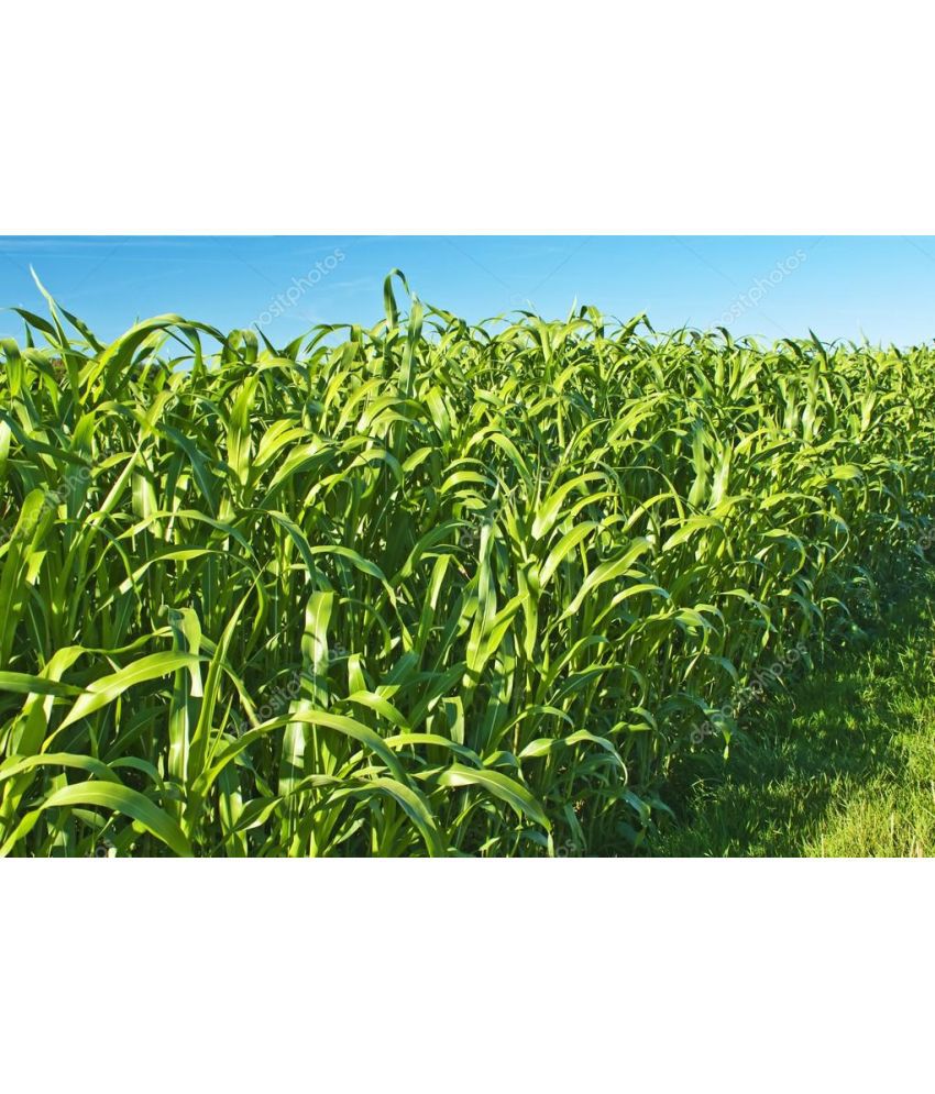     			hybrid sorghum grass 100 gram seeds pack with user manual