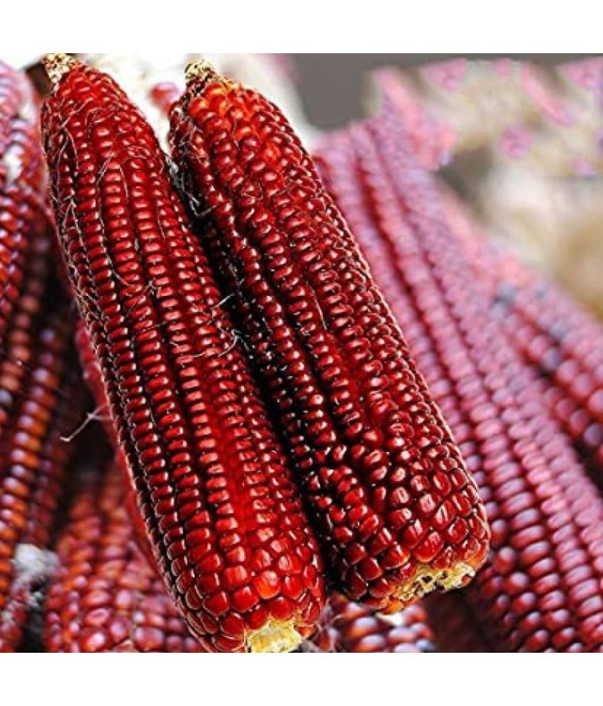     			Red Corn (maize) Traditional Seeds - 50 seed