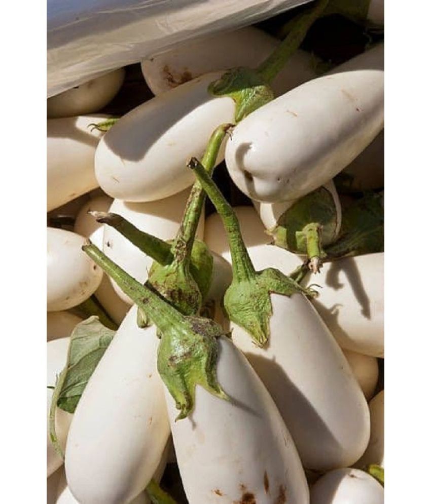     			BRINJAL white variety - Hybrid Seeds Pack of 50