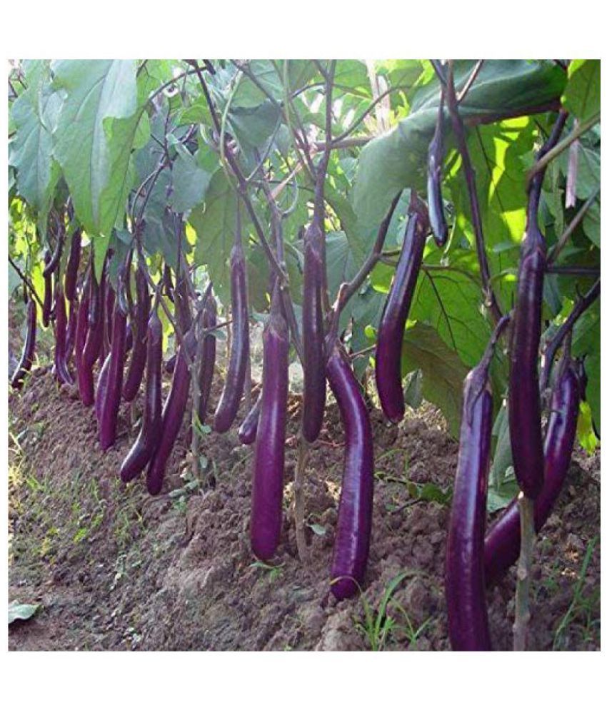     			Hybrid african brinjal purple long 50 seeds pack with user manual