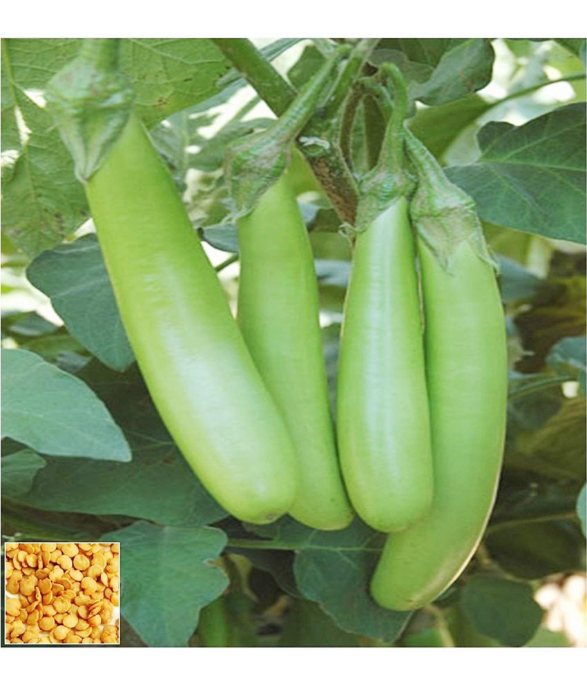     			\nBRINJAL Green long SEEDS -Baingan Bataun -Desi Seeds Vegetables