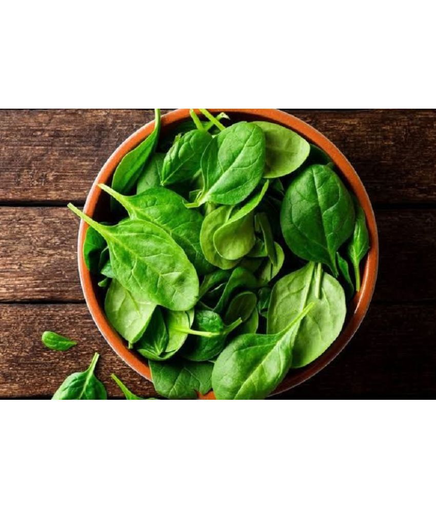     			Hybrid palak Seeds | Green spinach Pack of 200 Seeds