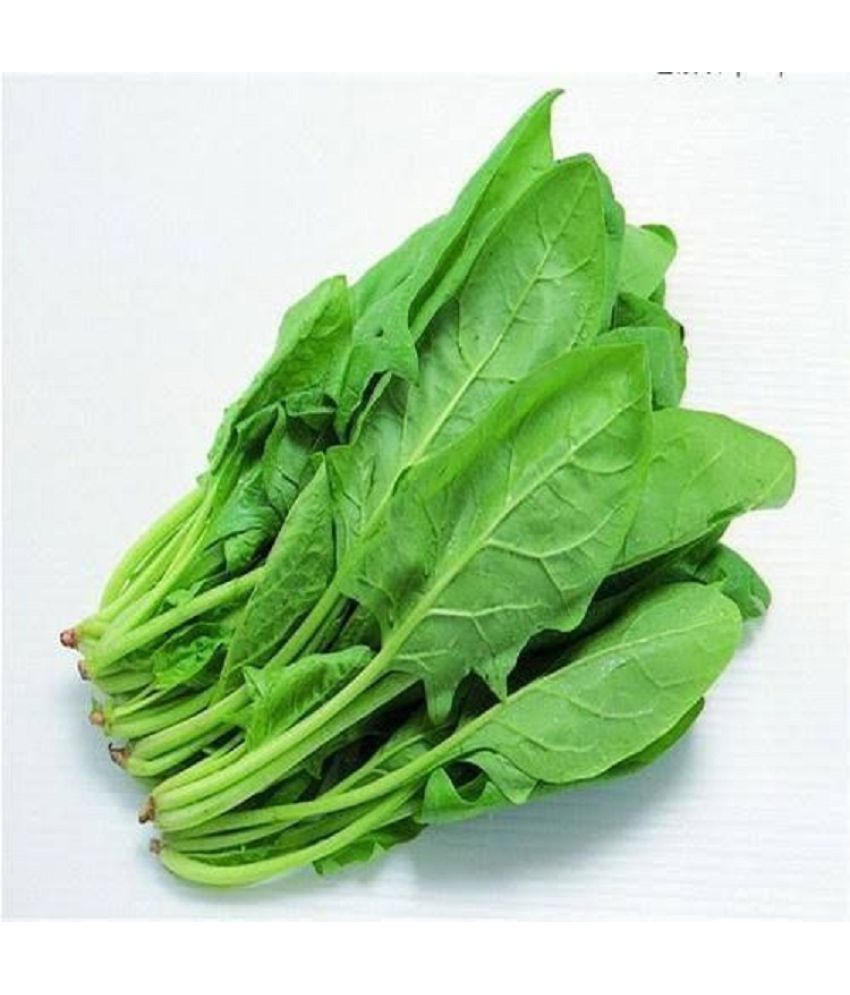     			palak (spinach) vegetable seeds pack of 200 hybrid Seeds