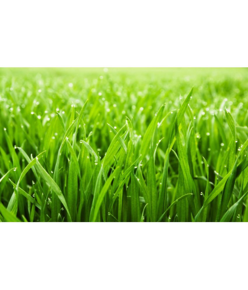     			BERMUDA GRASS GREEN GRASS 1000+ SEEDS PACK FOR INDOOR OUTDOOR HOME TERRACE AND GARDEN USE WITH USER MANUAL