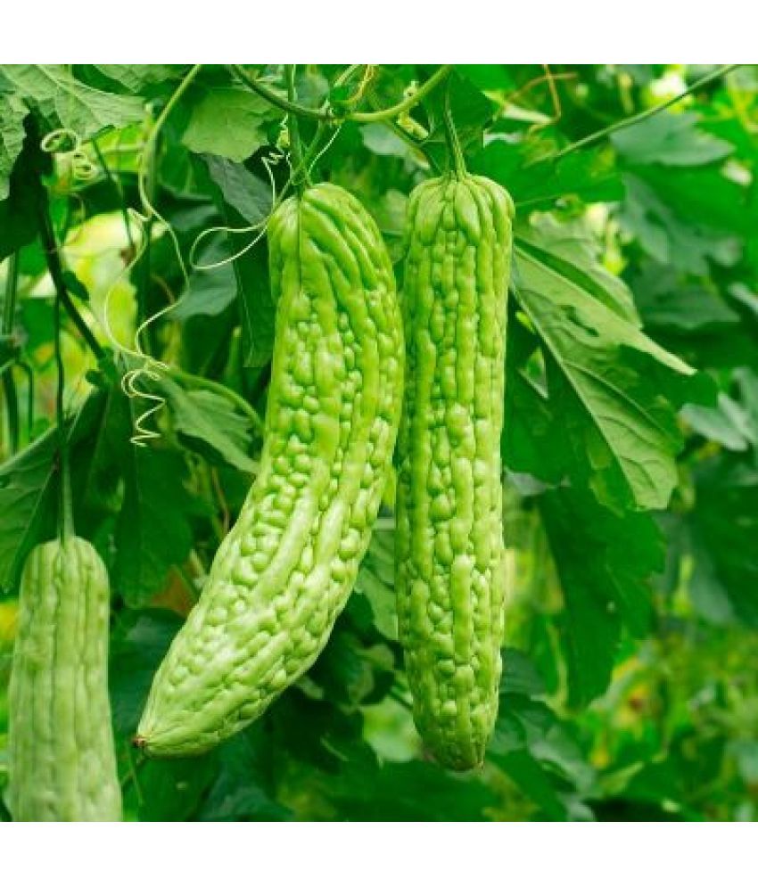     			Bitter Gourd karela  F-1 Hybrid – 20 seeds pack to grow in Your Home & kitchen garden on this summer with user manual