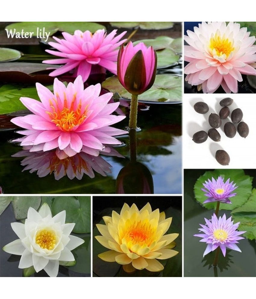     			Lotus Flower 20  Seeds WITH MANUAL All Mix Colors Growing Lotus