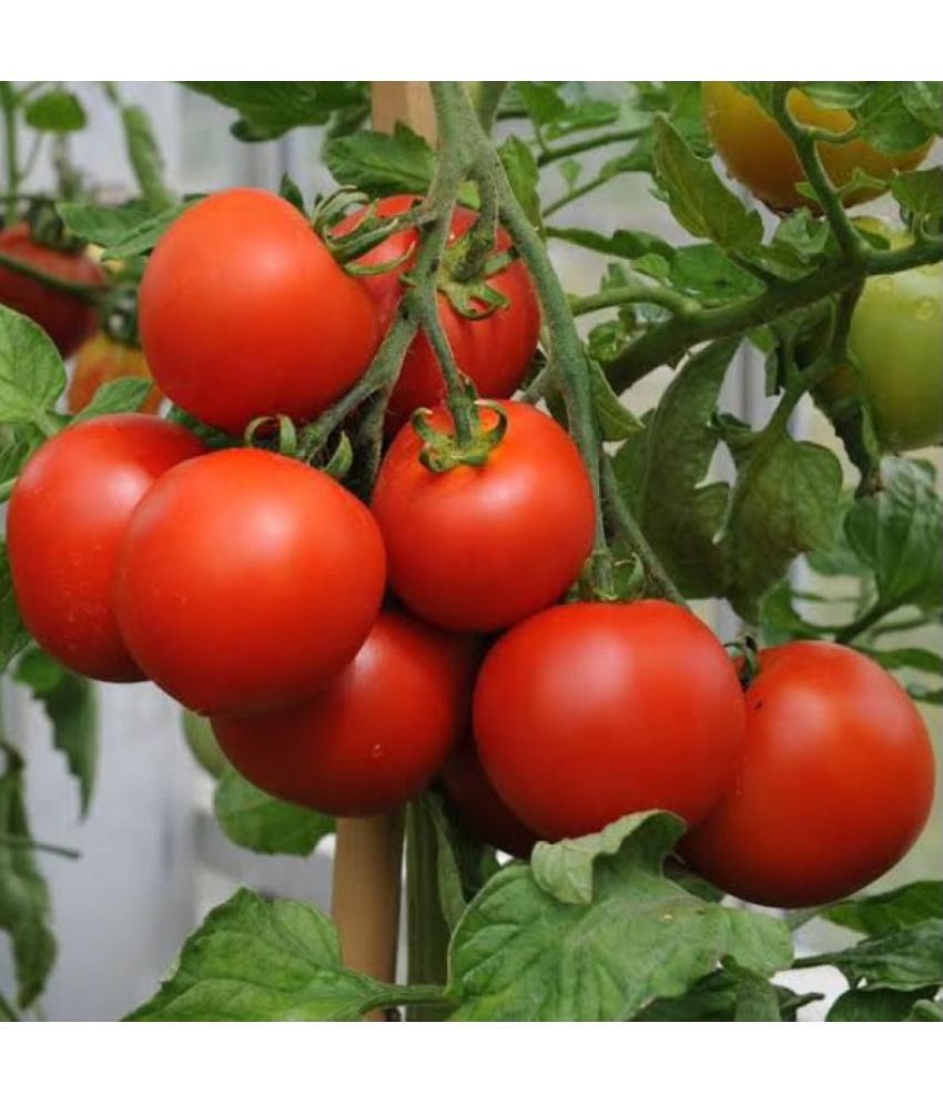     			CLASSIC GREEN EARTH - Vegetable Seeds ( Seeds India All Season Tomato 50 seeds )