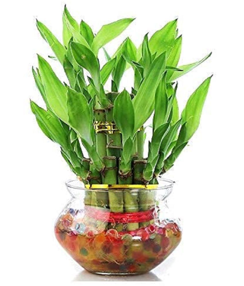     			Gabbro - Indoor Bamboo Plant ( Pack of 1 )