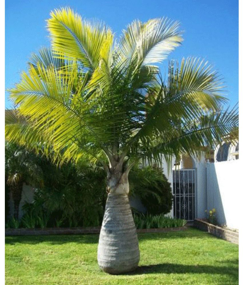     			CLASSIC GREEN EARTH - Plant Seeds ( bottl palm 20 )