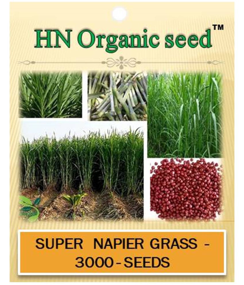     			homeagro - Grass Seeds ( 3000 )