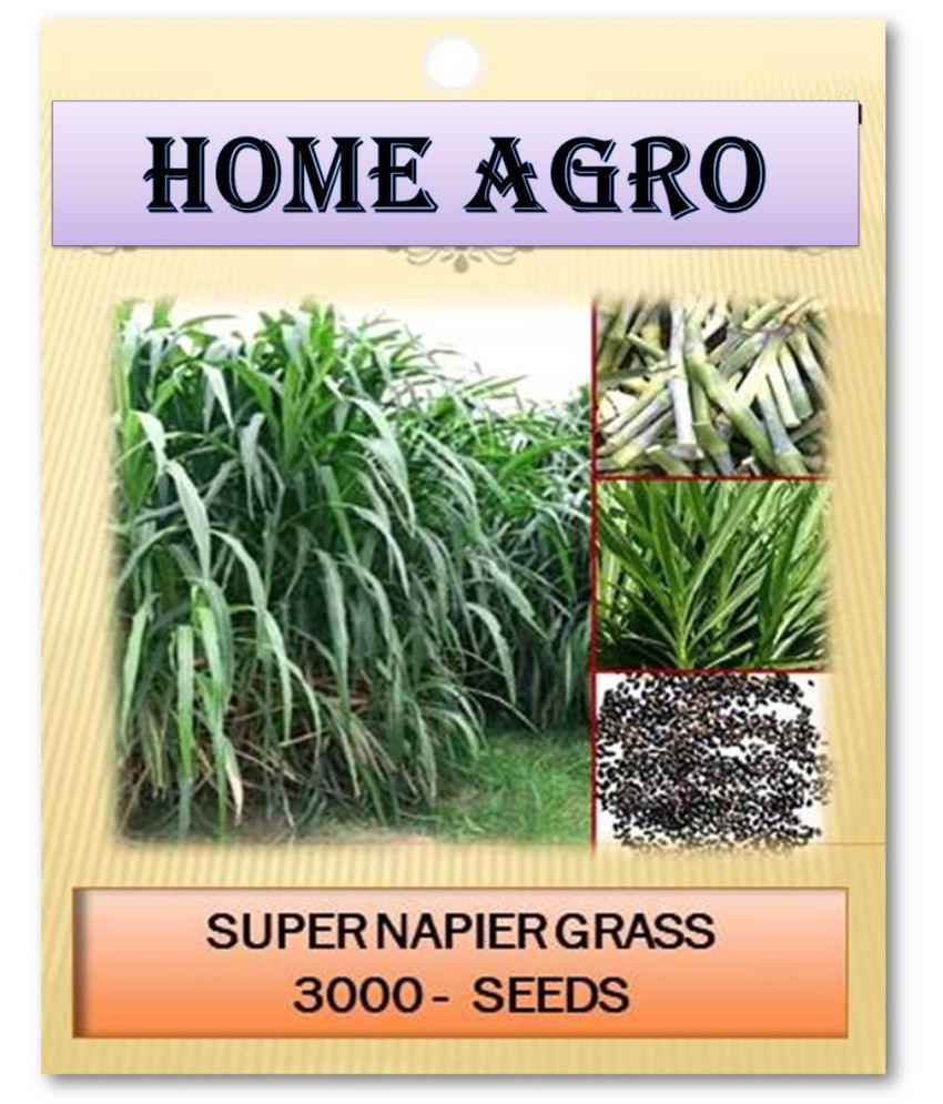     			homeagro - Grass Seeds ( 3000 )