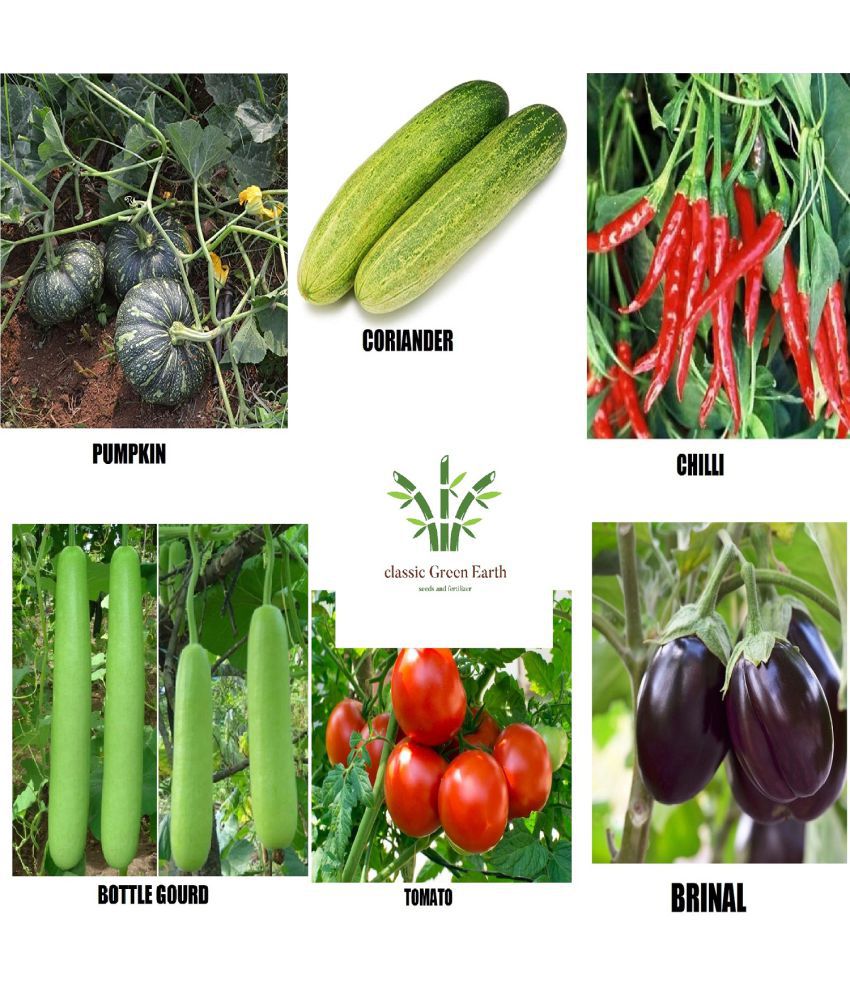     			CLASSIC GREEN EARTH - Vegetable Seeds ( combo 6 pumpkin bottle gourd cucumber chili tomato )