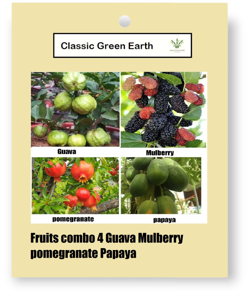     			CLASSIC GREEN EARTH - Fruit Seeds ( combo 4 fruits 200 seeds guava mulberry papaya po )