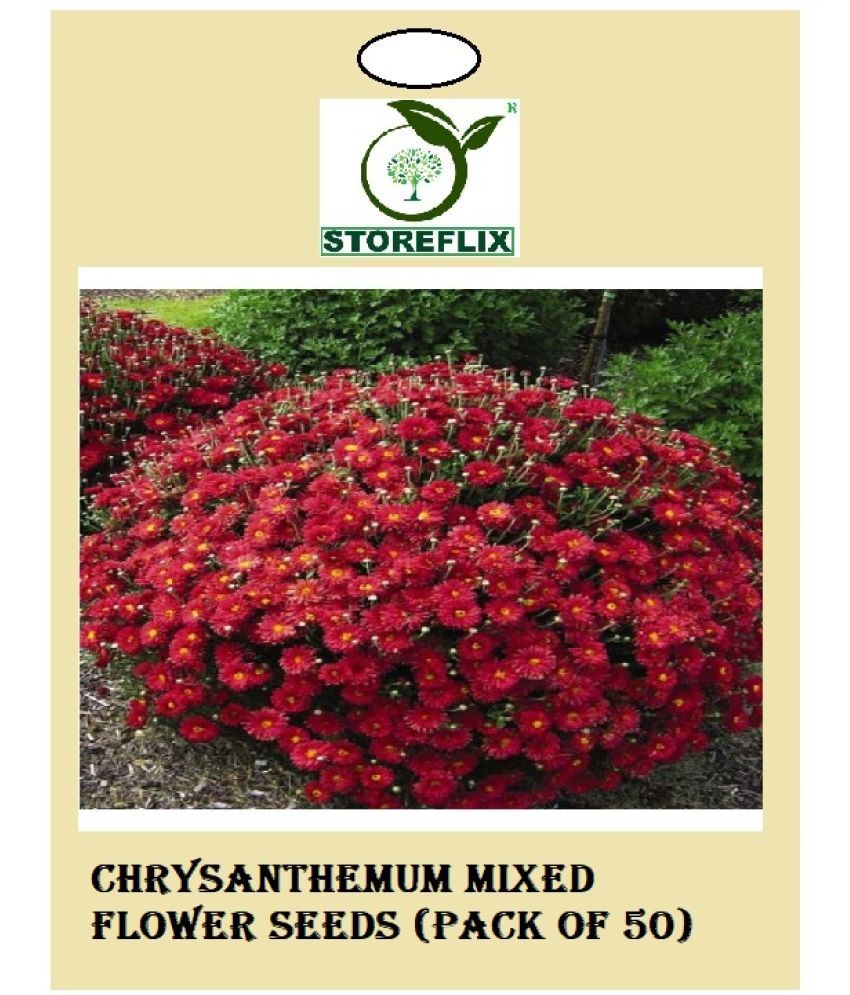     			STOREFLIX - Flower Seeds ( Chrysanthemum Mixed Flower Seeds (Pack of 50) )