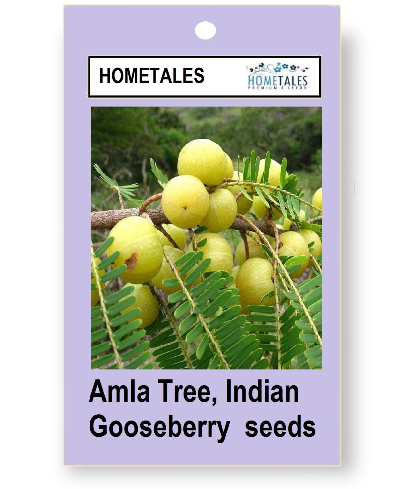 Where Can I Find Amla Fruit HOMETALES - Fruit Seeds ( Amla Tree, Indian Gooseberry (Big Fruit 20