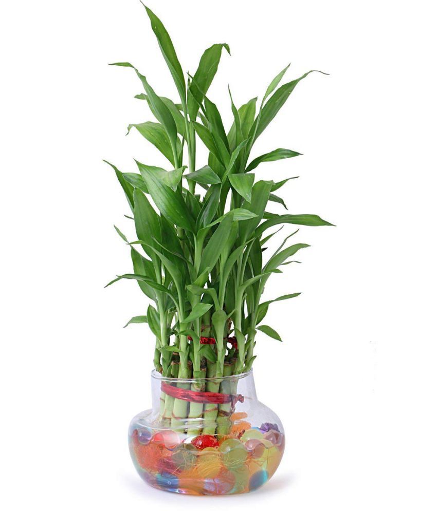    			Green plant indoor 2 Layer Lucky Bamboo Plant with pot Green Bonsai Glass - Pack of 1