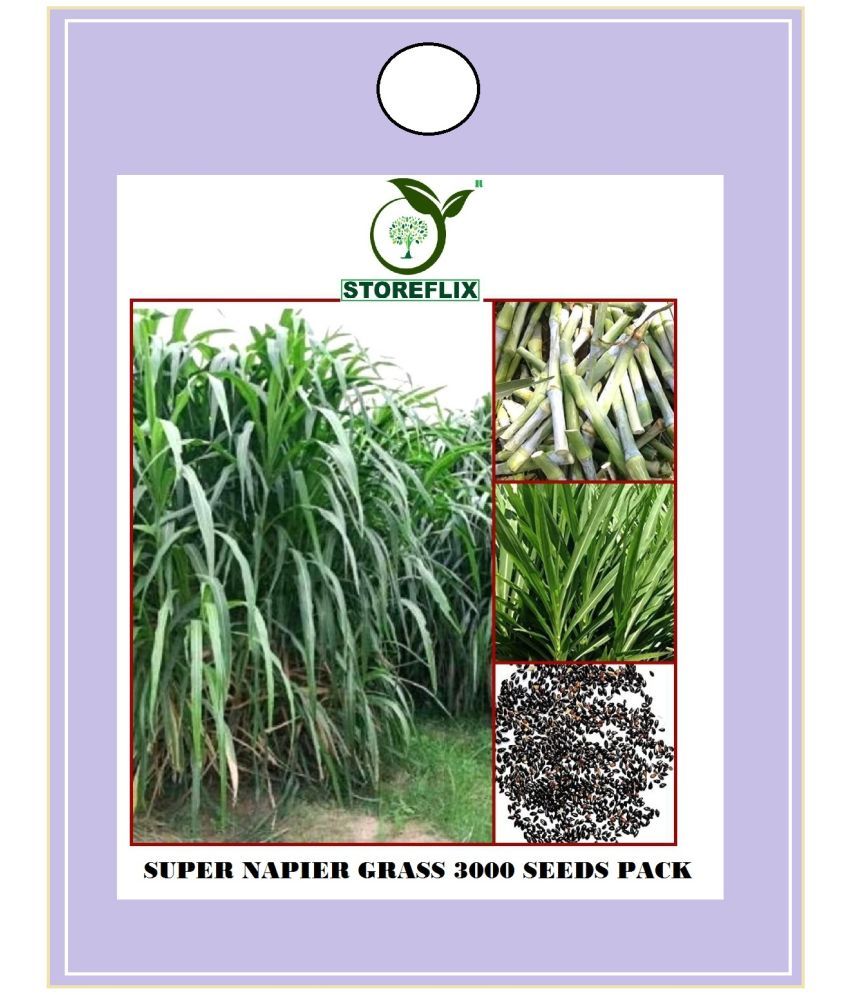 STOREFLIX Napier Grass ( 3000 Seeds ) Buy STOREFLIX Napier Grass