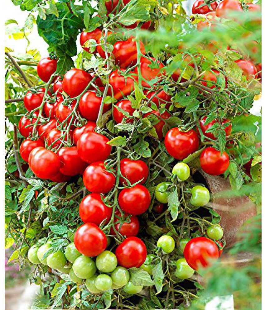    			Recron Seeds - Cherry Tomato Vegetable ( 45 Seeds )