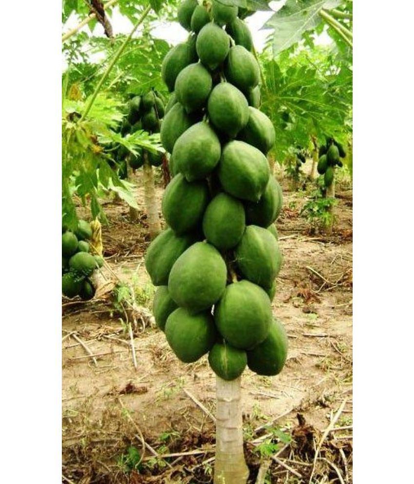    			Recron Seeds - Papaya Fruit ( 160 Seeds )