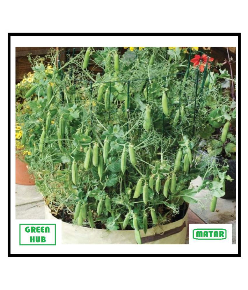     			HYBRID GREEN PEA HARI MATAR VEGETABLE PLANT 10 GRAM SEEDS PACK WITH USER MANUAL FOR HOME AND KITCHEN GARDENING