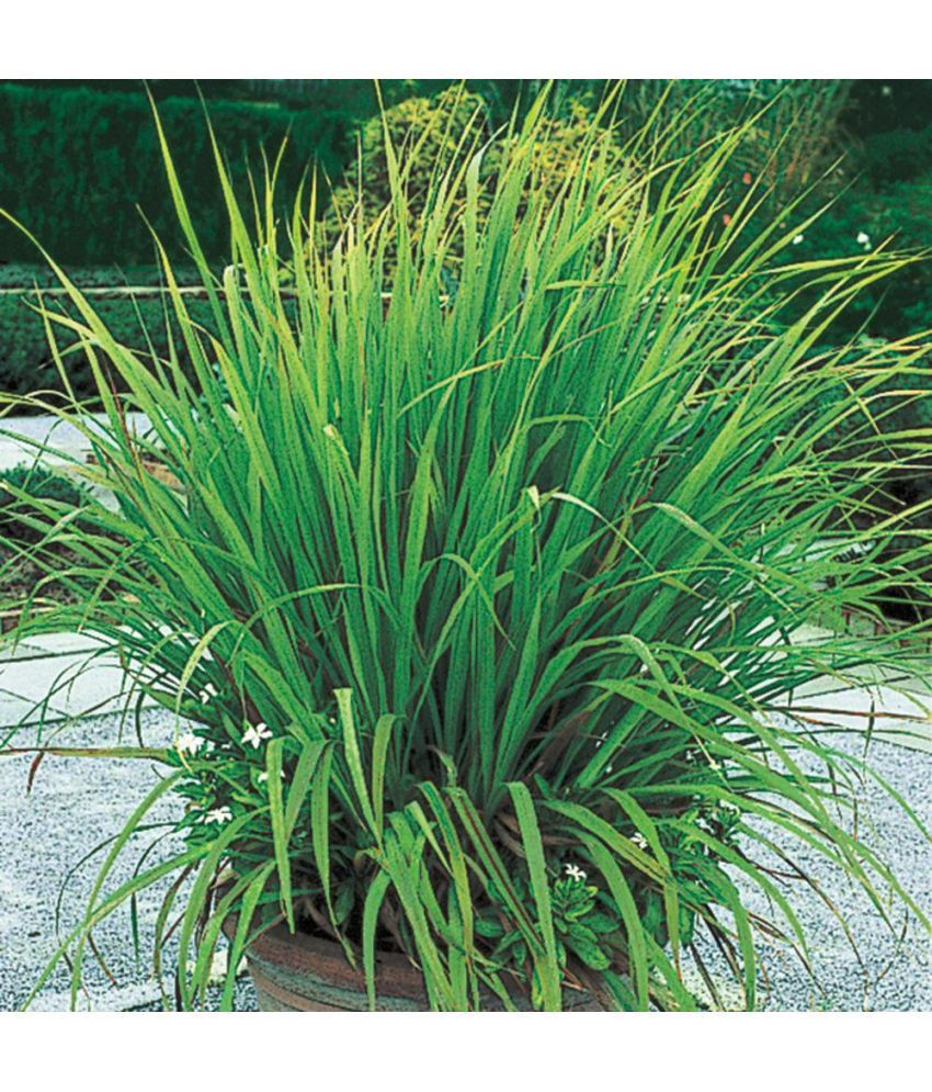     			LEMON GRASS HERB PLANT 50 SEEDS PACK WITH USER MANUAL FOR INDOOR OUTDOOR HOME KITCHEN GARDENING USE LOW PRICE ONLINE ON SNAPDEAL