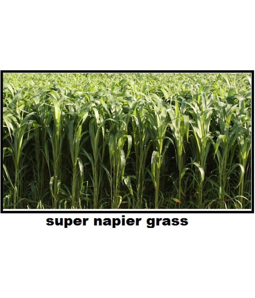     			STOREFLIX SUPER NAPIER GRASS Seed (APPROX 3000 SEEDS per packet)