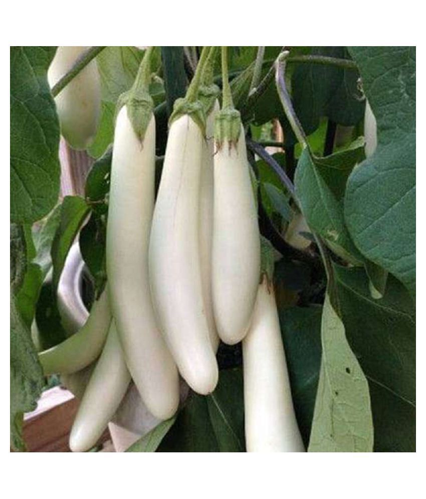     			brinjal seeds The plant can be grown in a container as well as in the ground.