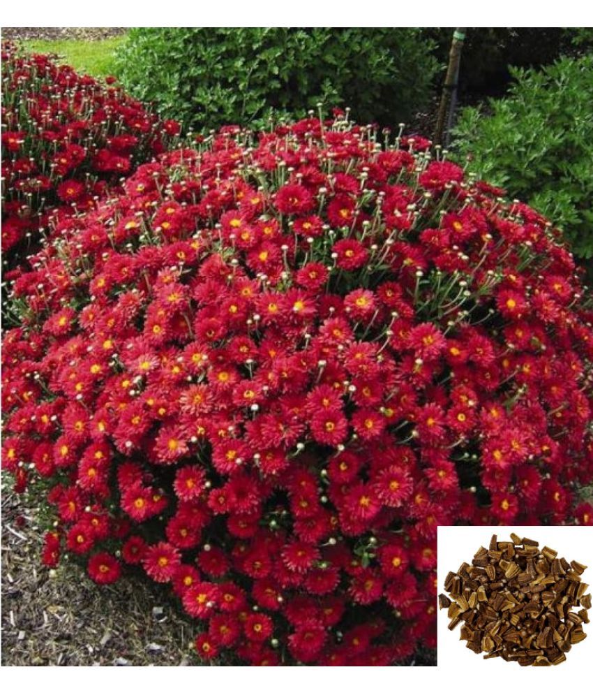 HOMETALES Indian Chrysanthemum Mixed Flower ( 50 Seeds ) Buy HOMETALES Indian Chrysanthemum