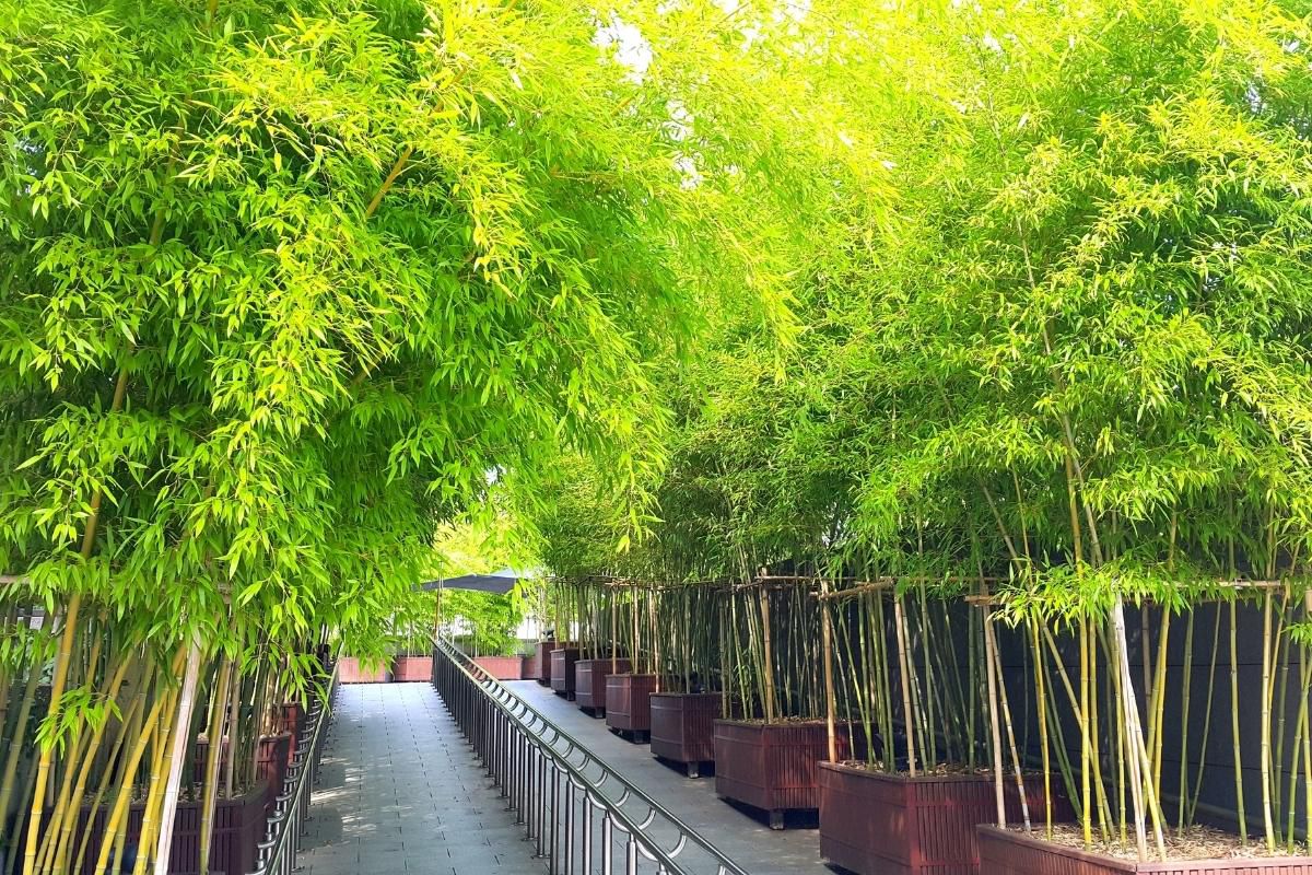     			homeagro - Bamboo Bonsai Plant ( 20 Seeds )
