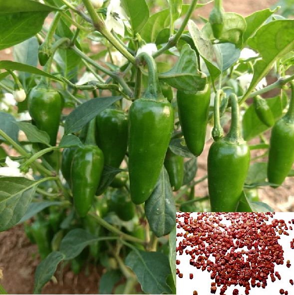     			homeagro - Chilli Vegetable ( 50 Seeds )