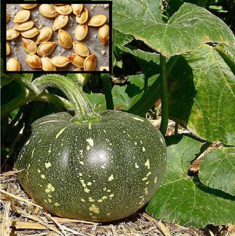     			homeagro PUMPKIN NAGARJUNA VI VEGETABLE HYBRID S