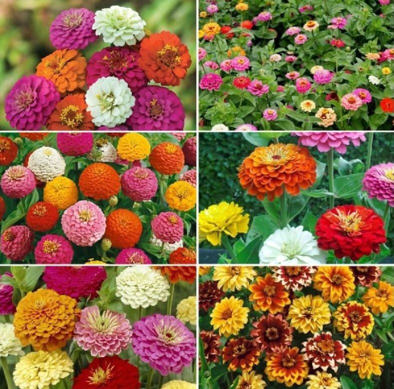     			homeagro - Zinnia Mixed Flower ( 25 Seeds )