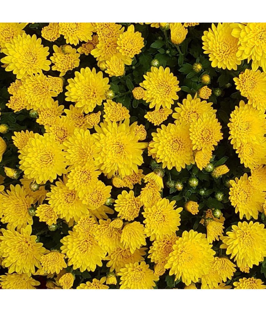 Recron Seeds Chrysanthemum Flower ( 30 Seeds ) Buy Recron Seeds