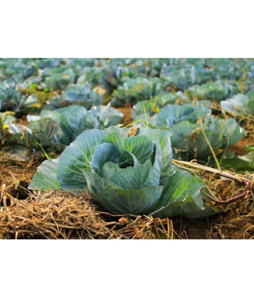     			Recron Seeds - Cabbage Vegetable ( 35 Seeds )