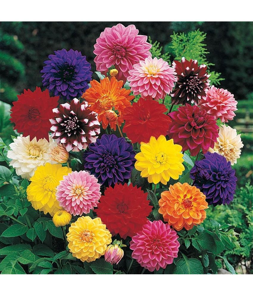     			homeagro - Dahlia Mixed Flower ( 25 Seeds )