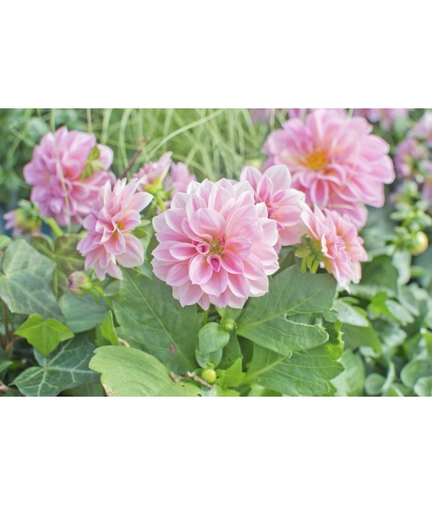     			homeagro - Dahlia Mixed Flower ( 25 Seeds )