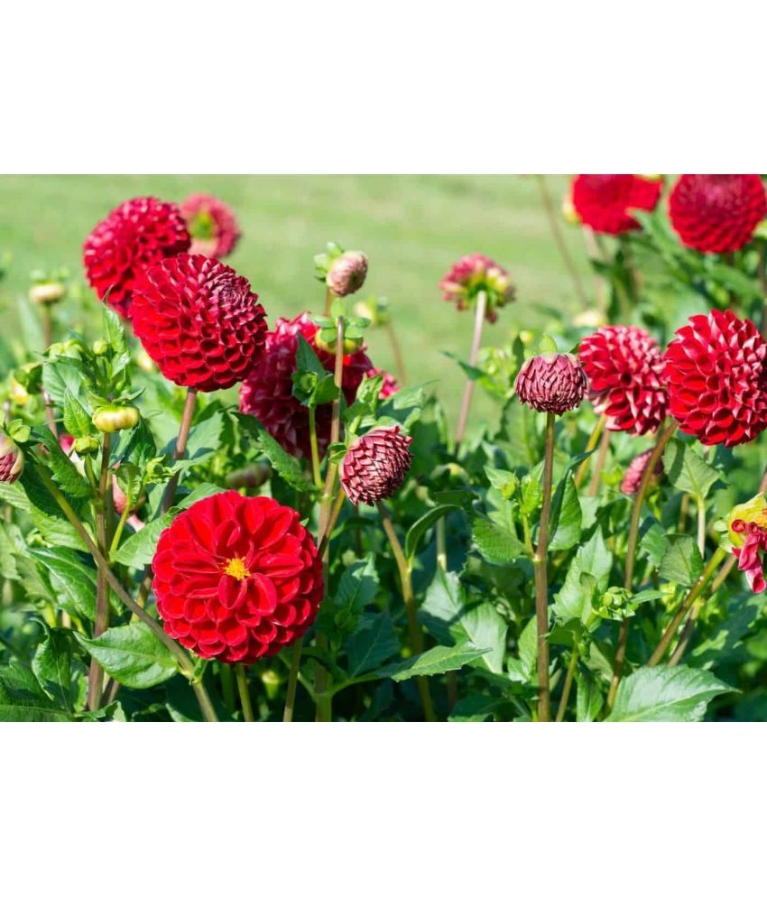     			homeagro - Dahlia Mixed Flower ( 25 Seeds )