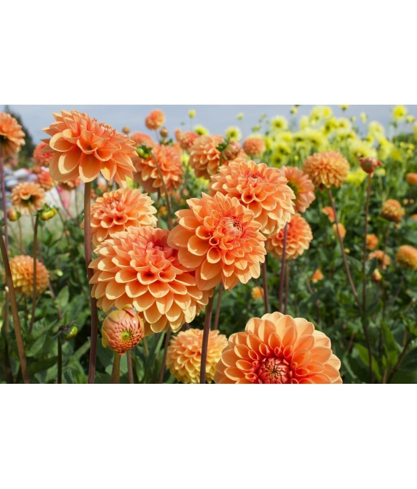     			homeagro - Dahlia Mixed Flower ( 25 Seeds )