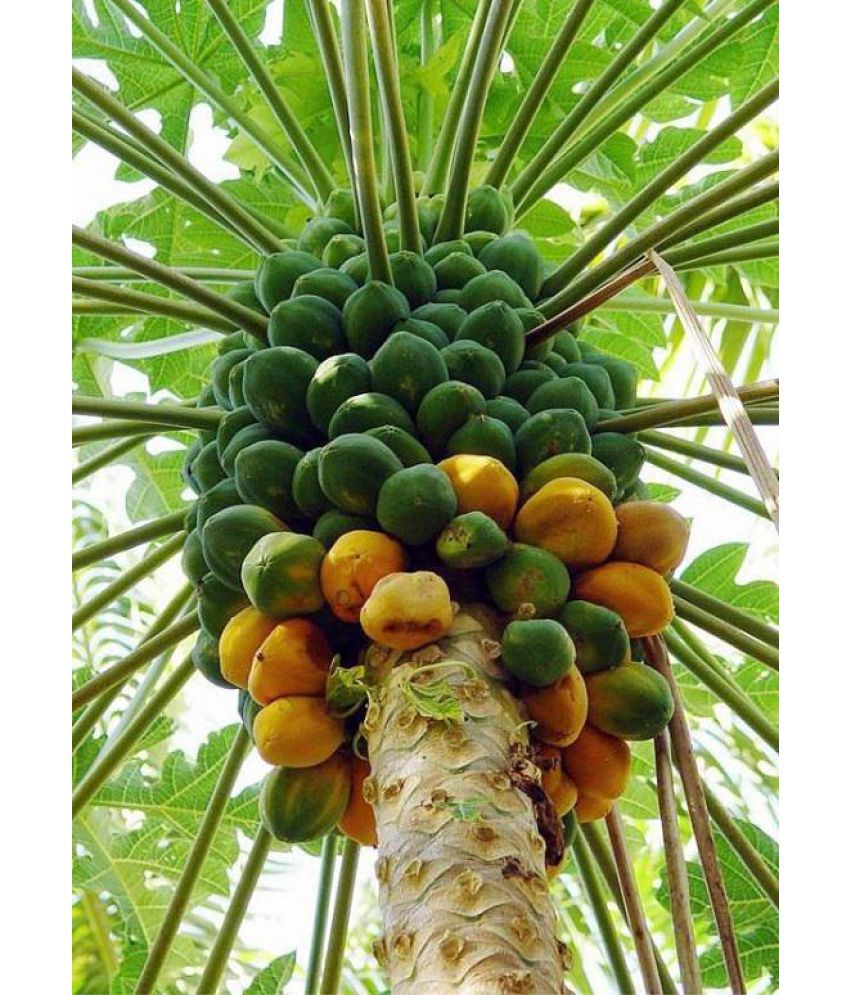     			homeagro - Papaya Fruit ( 50 Seeds )