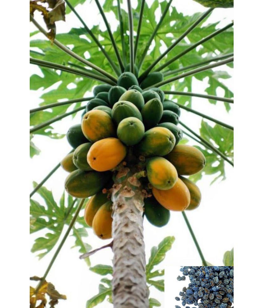     			homeagro - Papaya Fruit ( 50 Seeds )