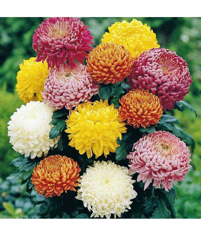     			HN organic seed - Chrysanthemum Flower ( 50 Seeds )