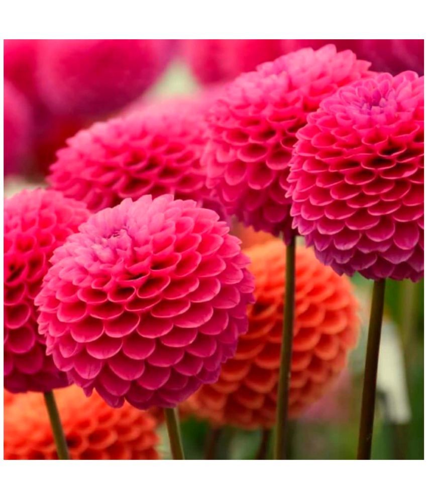     			HN organic seed - Dahlia Mixed Flower ( 25 Seeds )